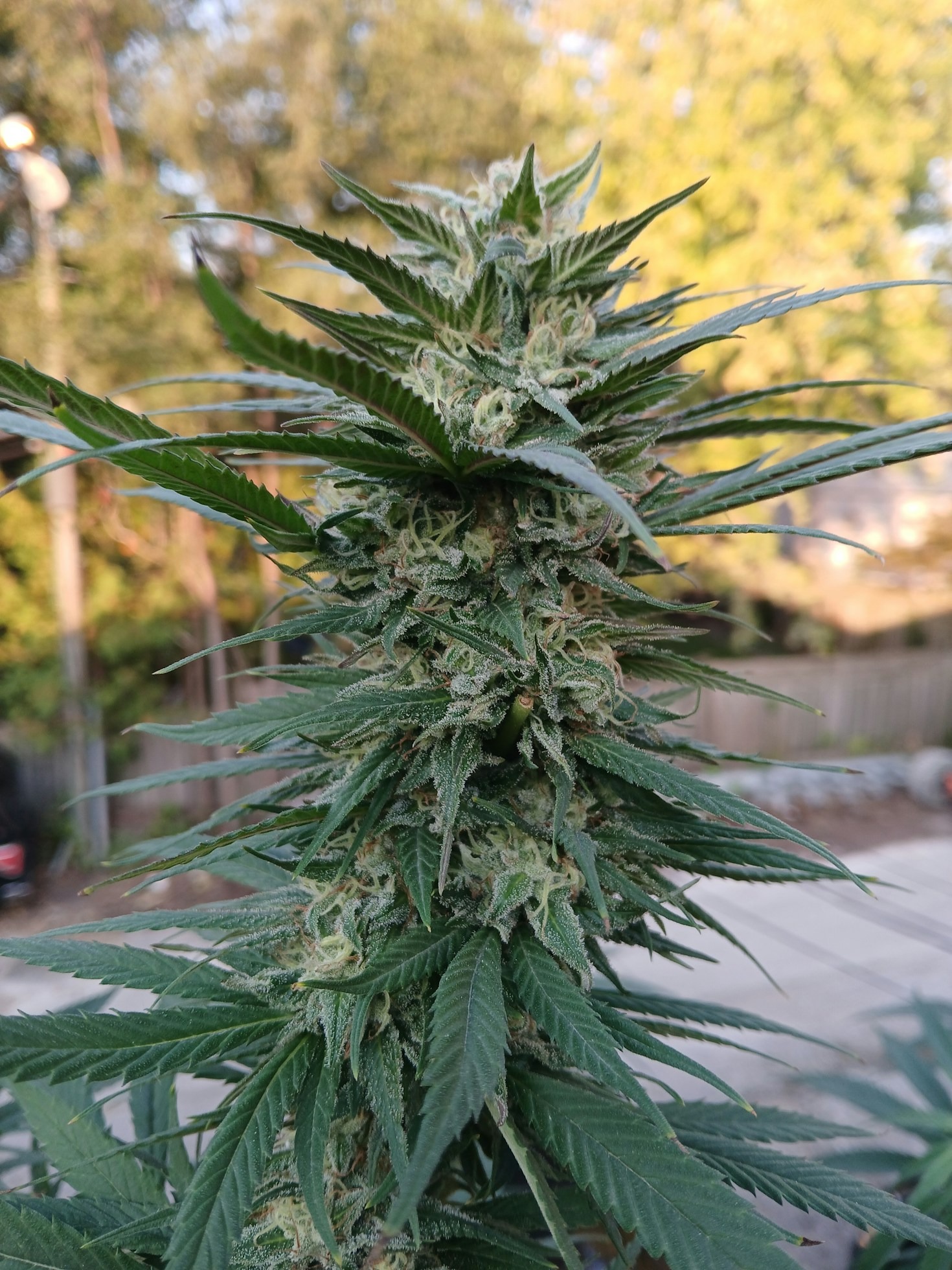 Zkittlez Weed Club Location: Finding Barcelona’s Premier Cannabis Social Club