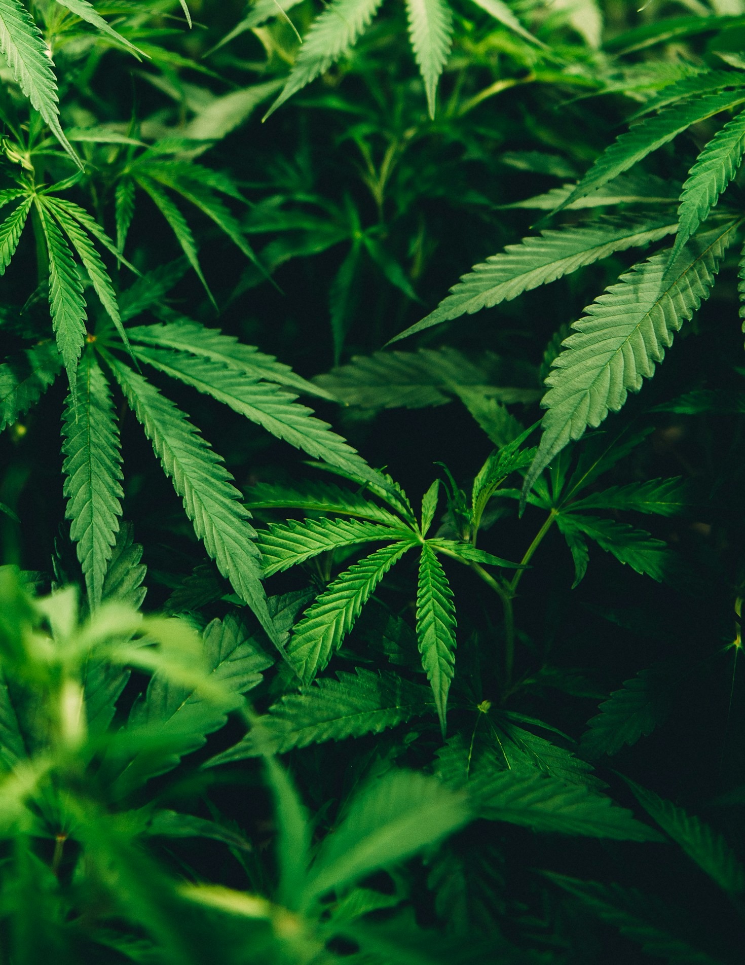Zkittlez Weed Club Membership: Everything You Need to Know Before Joining